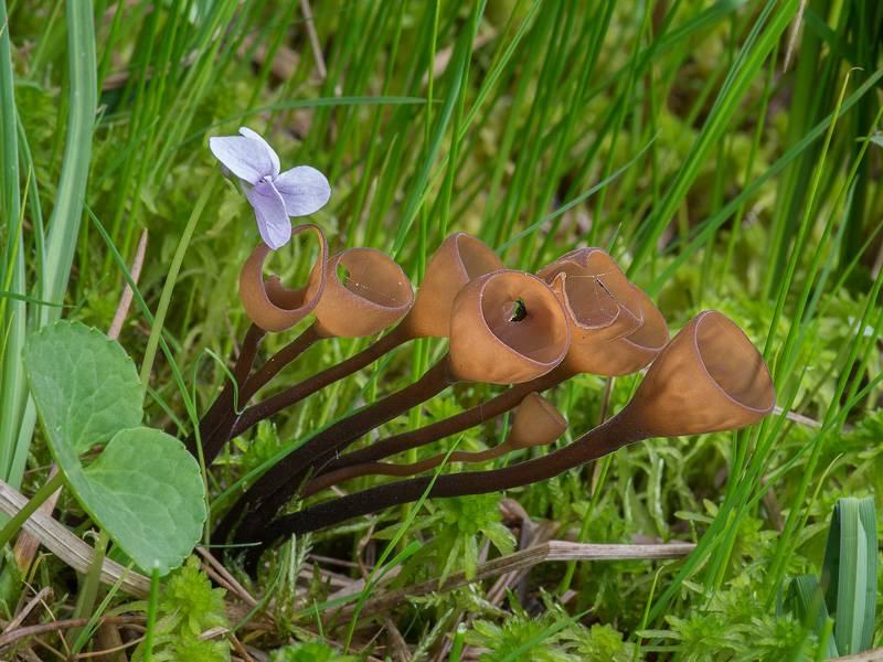 Myriosclerotinia caricis-ampullaceae